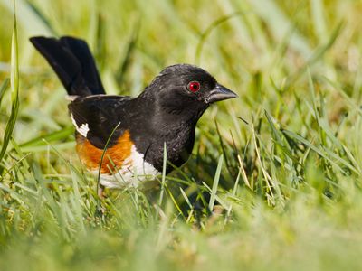 Eastern Towhee