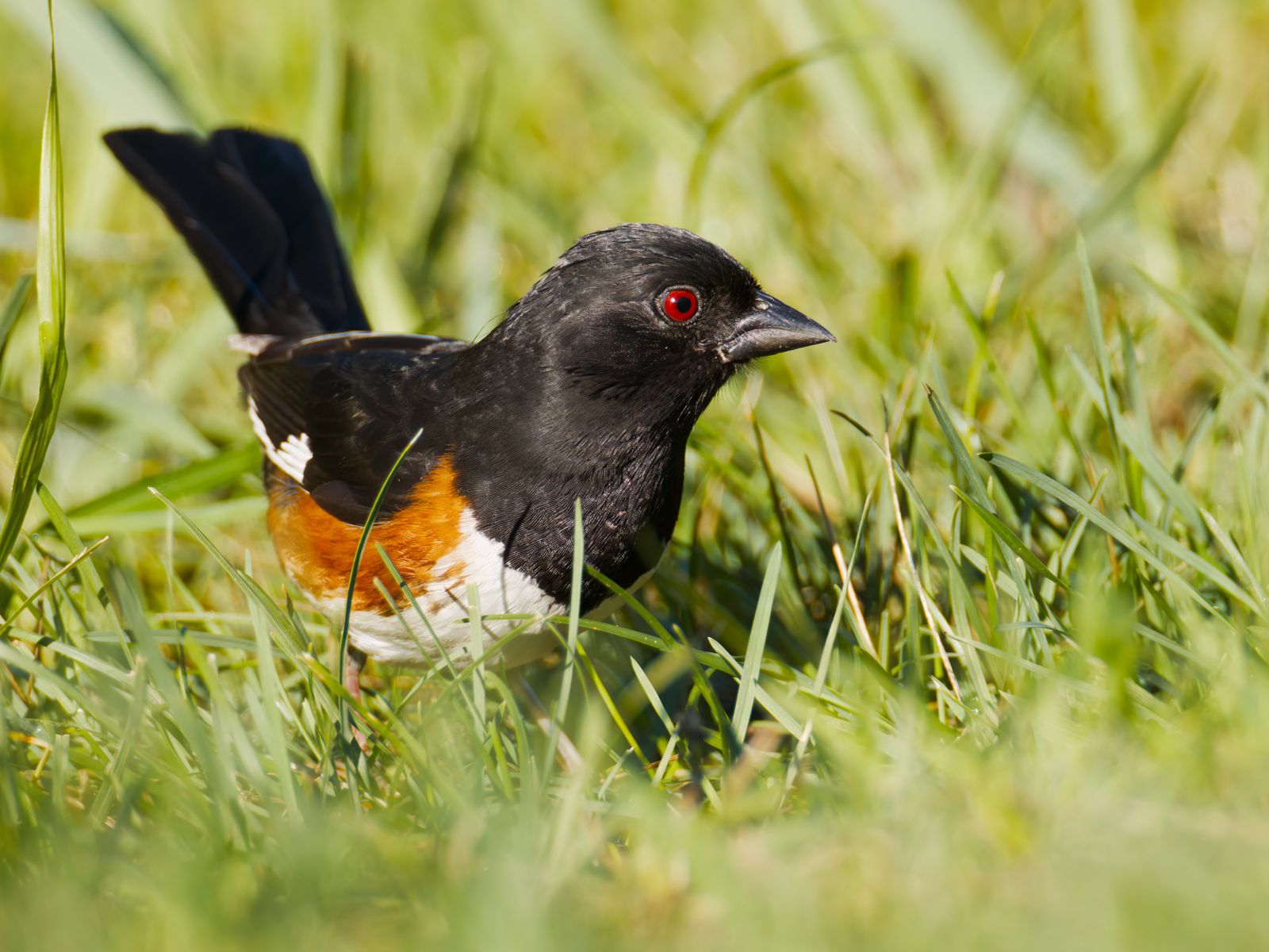 Pipilo erythrophthalmus
