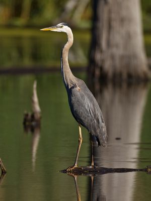 Great Blue Heron