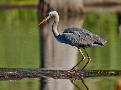 Great Blue Heron