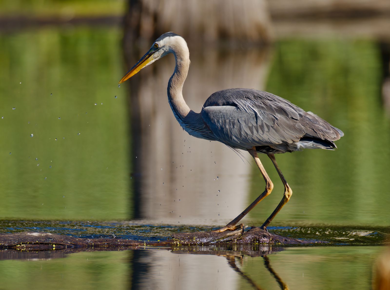 Ardea herodias