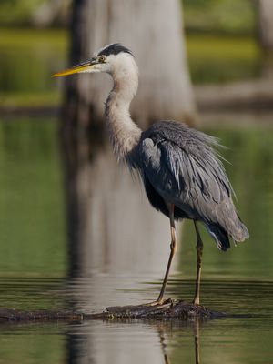 Ardea herodias