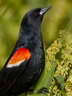 Red-winged Blackbird