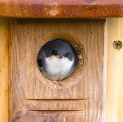 American Tree Swallow